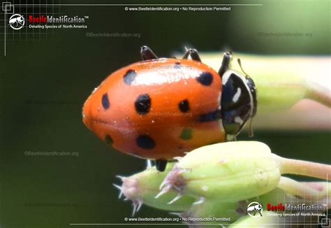 Convergent Lady Beetle