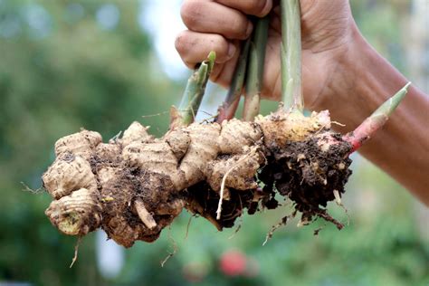 What is a rhizome and how do I grow them at home?