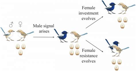 Evolution of Mating Displays | John Powers