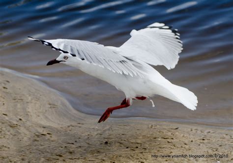 Little Panda's Blog: Seagulls in flight