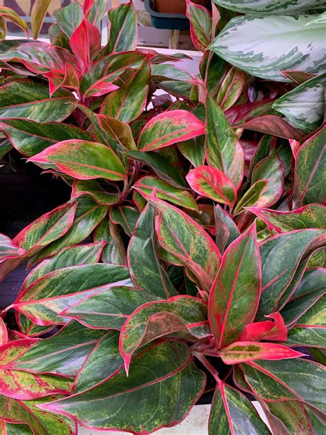 Aglaonema 'Siam Aurora': A Splash of Pink