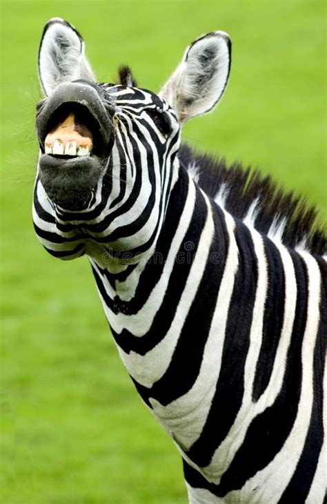 Funny zebra stock image. Image of animal, giggle, laughing - 5683851