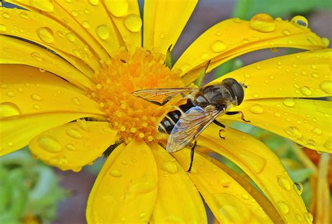 Migratory hoverflies provide key ecosystem services | Alar Ecology