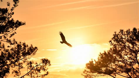 Eagle Flying in Sky During Sunset 4K Wallpapers | HD Wallpapers