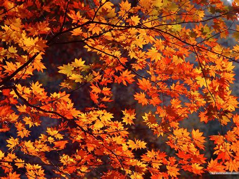 Autumn Animated Wallpapers - Wallpaper Cave