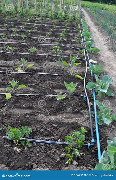 Drip Irrigation System when Growing Vegetables in the Open Ground Stock Image - Image of ...