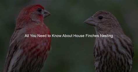 All You Need to Know About House Finches Nesting Habits - My Bird's Heart