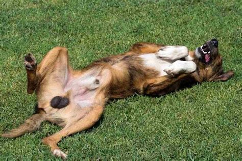 Testicular Cancer in Dogs: Causes, Signs, and Treatment | by Doggyzine ...