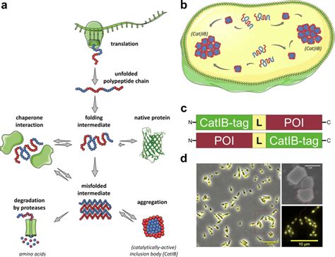 Inclusions In Bacteria