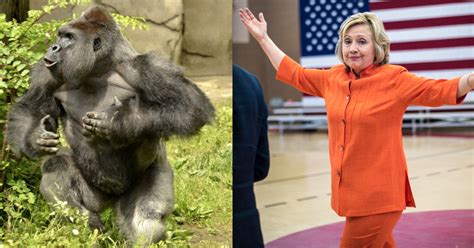 There's a Twitter Conspiracy Theory That Blames Harambe for Hillary ...