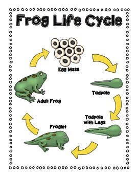 Life Cycle Diagrams by Miss KindergarDunn | Teachers Pay Teachers