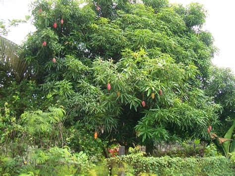 আম (Mangifera indica)