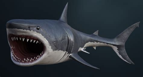 3D realistic great white shark model | White sharks, Great white shark, Shark