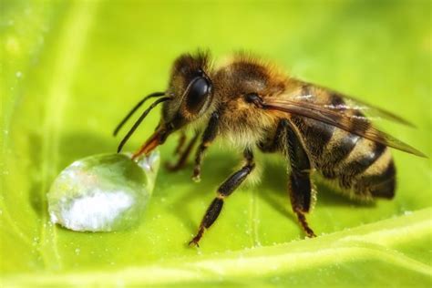 How to create a water station for honey bees – Peel's Honey