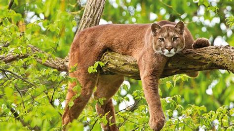 Buscan proteger al Puma Concolor | Weekend