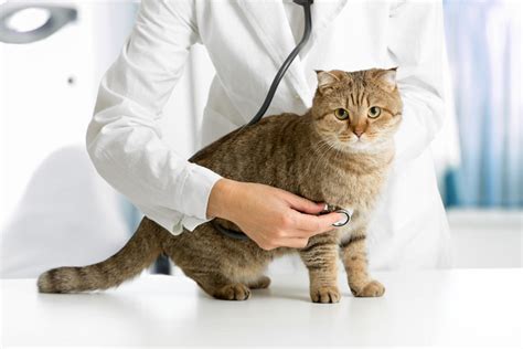 Common Cat Health Problems | Cat Health | Cats | Guide | Omlet UK