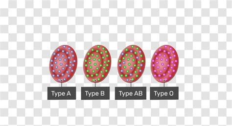 Duffy Antigen System Blood Type Red Cell Human Group Systems ...