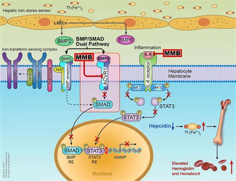 Momelotinib suppresses hepcidin expression in hepatocytes via... | Download Scientific Diagram