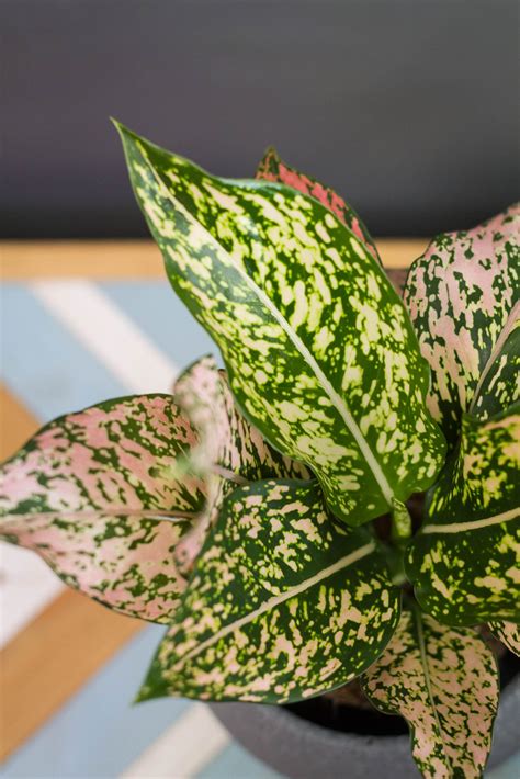 Aglaonema ‘Pink Splash Hybrid’ - svokrine jazyky