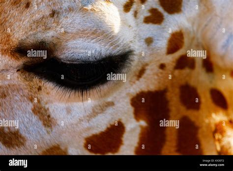 Cute giraffe face Stock Photo - Alamy