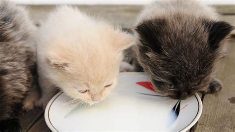 cute kittens drinking milk Stock Footage Video (100% Royalty-free) 1015828 | Shutterstock