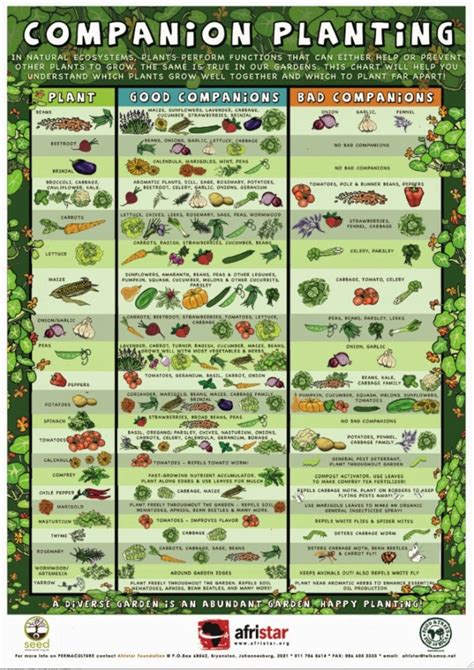 Back to the Basics!: Choosing Plant Varieties for a Raised Bed Garden