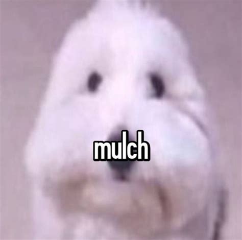 Mulch Dog #mulchgang | Mulch Gang for Life | Know Your Meme