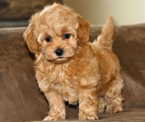 Image result for teacup maltipoo full grown Chien Maltipoo ...