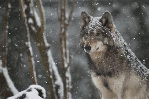 Wolf in snow - Wolves Photo (36367698) - Fanpop