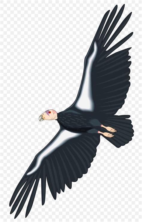 California Condor Royalty-free Clip Art, PNG, 766x1280px, Condor ...