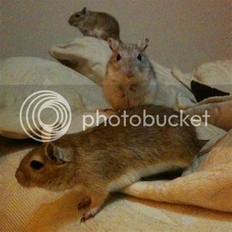 Post your funniest/cutest gerbil photos | The Gerbil Forum