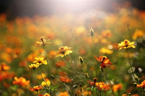 Premium Photo | Yellow flowers in sunlight