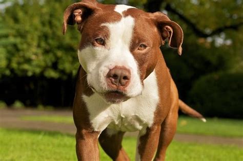 10 cosas que no sabías sobre los perros pitbull