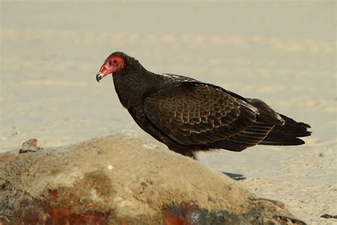 Turkey Vulture feeding on a washed up carcass | Observed on … | Flickr