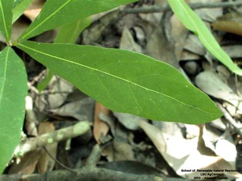 Louisiana Plant ID | Quercus laurifolia (laurel oak)