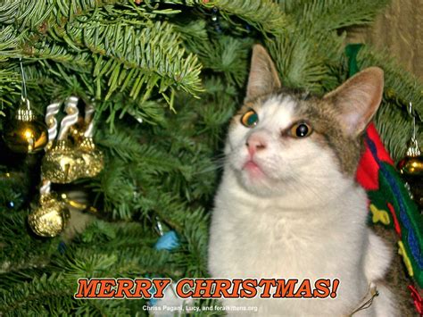 Merry Christmas Cat