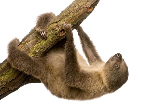 Baby Sloth - Animal Facts Encyclopedia