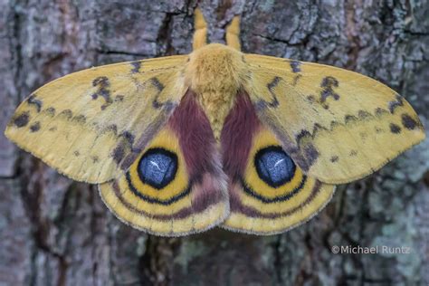 When an Io Moth is threatened, it opens its wings, revealing a gigantic ...