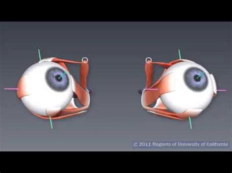 Part 9 of 9 - Conjugate eye movements - YouTube