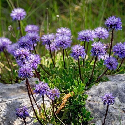 Scabiosa Flower Seeds - Blue Note Variety - 100 Seeds - Blue Blooms - Perennial Flower Garden ...