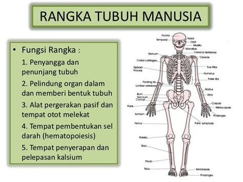 Fungsi Sistim Rangka