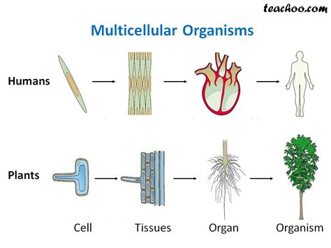 Multicellular and Unicellular Organisms - Differences and Examples