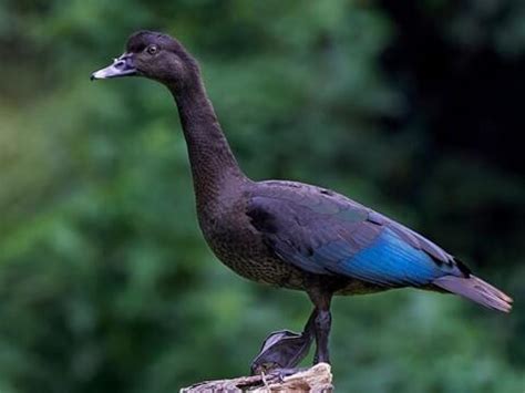 Why Do Ducks Have Long Necks