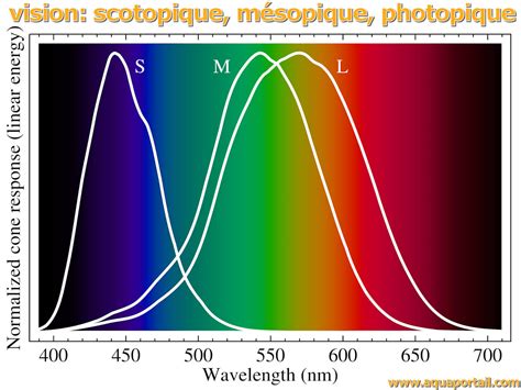 Vision photopique : définition et explications