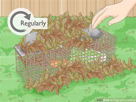 How to Trap a Groundhog: 12 Steps (with Pictures) - wikiHow