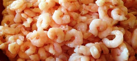 OREGON SHRIMP MEAT — Northern Fish