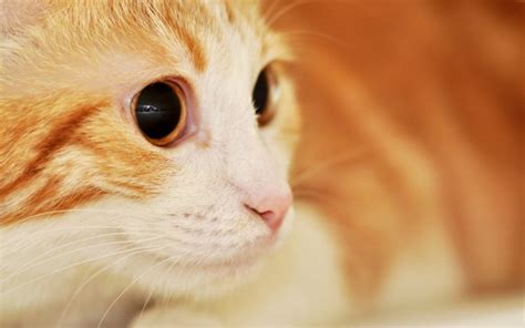 red, Cat, With, Expressive, Eyes Wallpapers HD / Desktop and Mobile ...