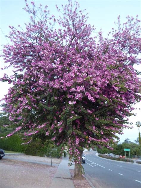 Meet This Tree - Bauhinia x blakeana – Hong Kong orchid tree - Larchmont Buzz - Hancock Park News