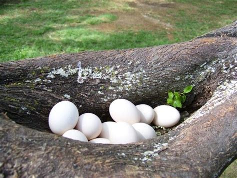 Wild chickens laying eggs in trees in Hawaii | Egg laying chickens ...