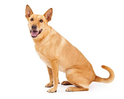 Where to Find Carolina Dog Puppies for Sale - Dogable